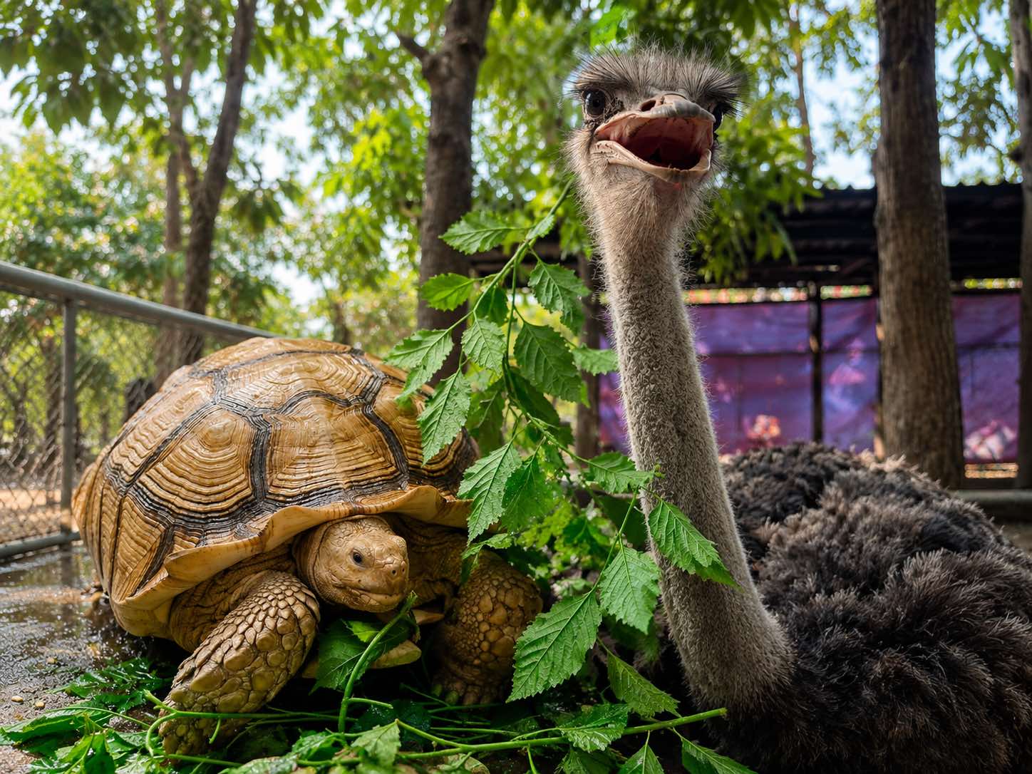Mini Zoo & Animal Feeding